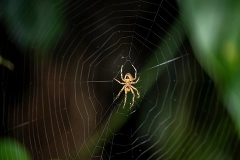 Spider sitting in a spider web, at night, Puntarenas province, Costa Rica, Central America