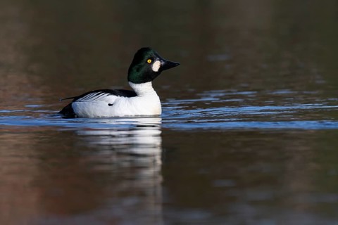 Common goldeneye (Bucephala clangula), Sweden, Europe