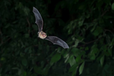 Common pipistrelle (Pipistrellus pipistrellus) hunting insects in front of deciduous forest,