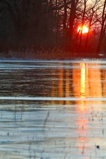 Winter floods 2024 on the Elbe and Mulde rivers with flooding of the meadows, ice on the meadows