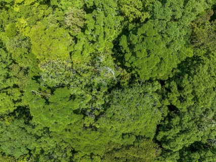 Top-Down, Rainforest, Osa Peninsula, Punterenas Province, Costa Rica, Central America