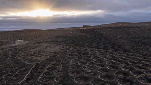 Grapevines growing in black volcanic soil in protected enclosed pits, La Geria, Lanzarote, Canary