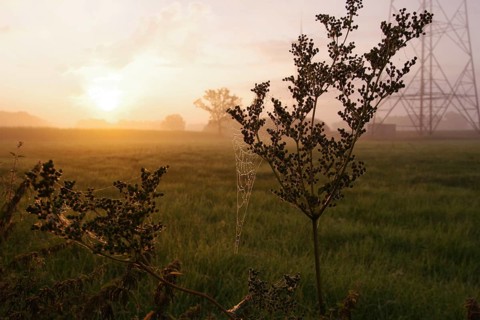 Landscape, Sunrise, Spider web, Nature, Atmospheric, Germany, Unspoilt nature with windmill in the