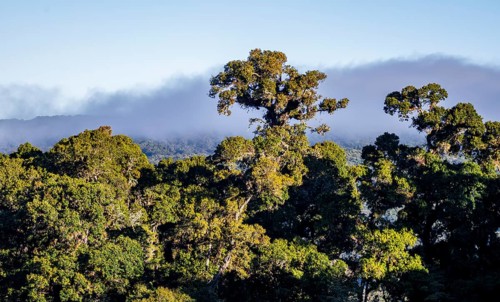 Tree in the cloud forest, mountain rainforest, Parque Nacional Los Quetzales, Costa Rica, Central