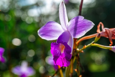 Pink orchid (Arundina graminifolia), Tortuguero National Park, Costa Rica, Central America