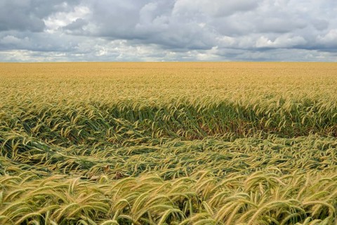 Cereal field, downed barley (Hordeum vulgare) after storm, crop failure, North Rhine-Westphalia,