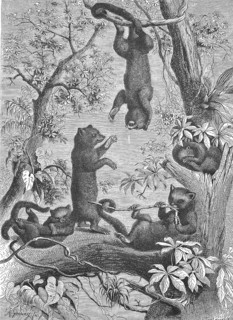 Wrap bears, Wrap bear, Potos flavus, a species of small bear living in Central America and northern