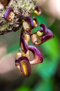 Yellow and purple flowers of an Aristolochia leuconeura, climbing plant, Carara National Park,