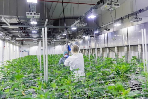 DEU/Saxony/Ebersbach The Saxon cannabis producer Demecan is now the first German company to be