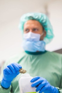 DEU/Saxony/Ebersbach The Saxon cannabis producer Demecan is now the first German company to be