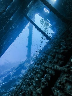 Shoal of fish in the wreck of the Carnatic, Red Sea, Egypt, Africa
