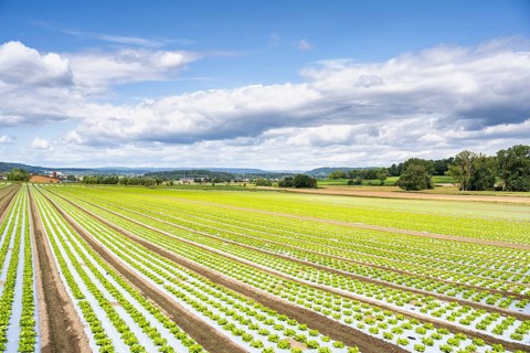 Young lettuce growing in a field, lettuce cultivation, vegetable cultivation, cultivation of