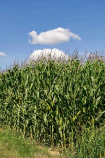 Symbolic image, renewable energies, maize plants, field, biogas plant, feed maize, immature,