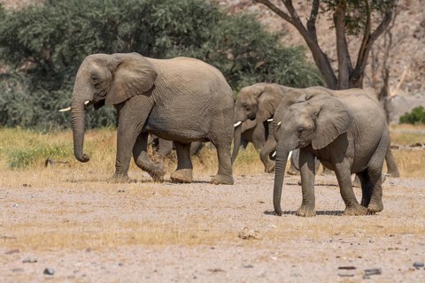 Desert elephants (Loxodonta africana) in the Huab dry river, Damaraland, Kunene region, Namibia,