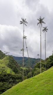 Quindio wax palm (ceroxylon quindiuense), Cocora Valley, Salento, Quindio, Colombia, South America