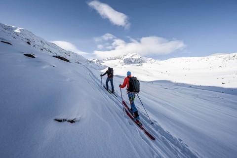 Two ski tourers ascending in fresh snow, snow-covered mountain peak Monte Cevedale in the