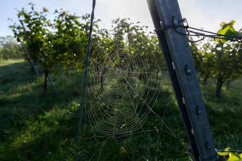 Spider web wetted by morning dew on a steel post in a vineyard, Korb-Steinreinach, Rems Valley,