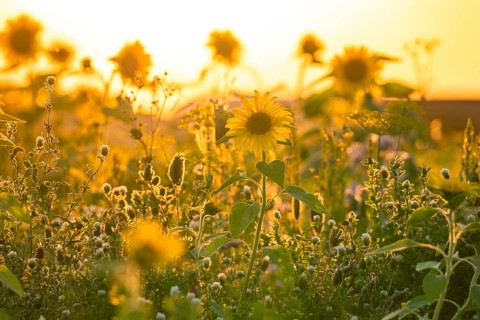 Meadow with blooming sunflowers in the golden light of a sunset, Harz Mountains, Germany, Europe