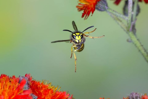 Common wasp (Vespula vulgaris), wasp in flight, over flowers of orange hawkweed (Hieracium
