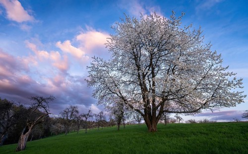 A white blossoming fruit tree in a meadow in spring, in the background more trees and forest. Blue