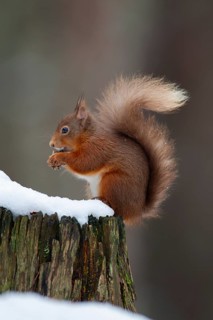 Red squirrel (Sciurus vulgaris) adult animal feeding on a nut on a tree stump covered in snow in