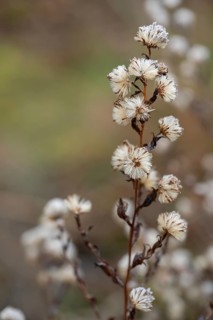 Seed stand of autumn asters (Symphyotrichum), Bayaer, Germany, Europe
