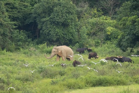 Indian elephants (Elephas maximus indicus), Khiri Khan, Hua Hin, Kui Buri National Park, Thailand,