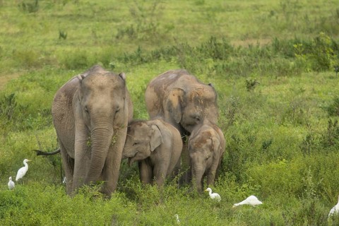 Indian elephants (Elephas maximus indicus), Khiri Khan, Hua Hin, Kui Buri National Park, Thailand,