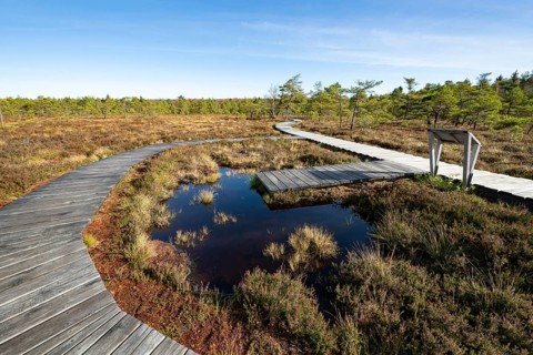 Plank path through the Black Moor, blue sky, near Fladungen, Bavarian Rhön Biosphere Reserve,