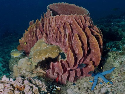 Barrel sponge, barrel sponge (Xestospongia testudinaria) surrounded by fish and starfish, Spice
