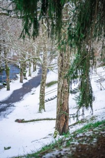 Snow-covered forest with a narrow path, a small river and tall, snow-covered trees, spa garden, Bad