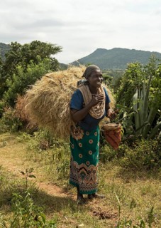 Woman from the Banna ethnic group with a bale of hay on her back and honey in her hand on her way
