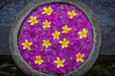 Decoration with flower in a spa, frangipani, blossoms, wellness, petals, petals, flower, plant,