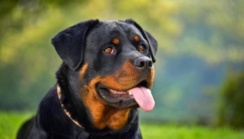 Pets, dog, Rottweiler, AI-generated, AI generated