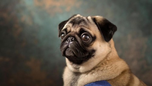 Pets, dog, pug, English dog breed, AI-generated, AI generated