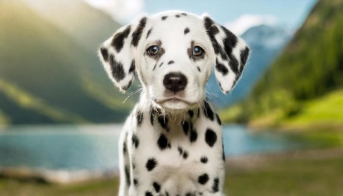 Pets, Dog, Dalmatian, Puppy, AI-generated, AI generated