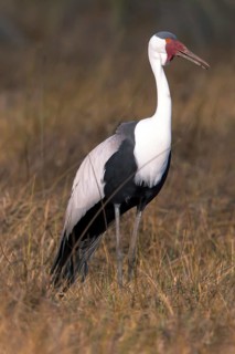 Africa, Botswana, Wattled Crane, Grus carunculatus, Botswana, Africa
