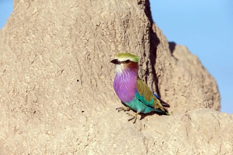 Africa, Botswana, Fork-tailed Roller, Coracias caudatus, Botswana, Africa