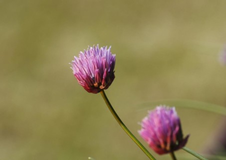 Chive (Allium schoenoprasum), in bloom, North Rhine-Westphalia, Germany, Europe