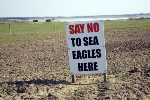 Protest sign against introduction of white-tailed sea eagle birds to Suffolk coast, Blythburgh,