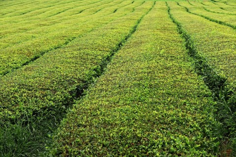 Orderly green tea plantation fields with clear lines in agriculture, tea cultivation and production