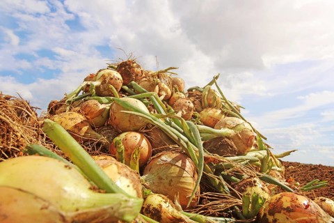 Agriculture onion harvest, the harvested onions lie in piles