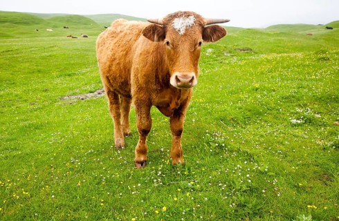Brown bullock with horns on machair grassland grazing, Vatersay Island, Barra, Outer Hebrides,
