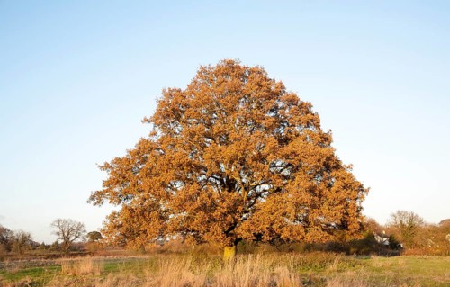 Single oak tree standing in a field in winter, Sutton, Suffolk, England, UK