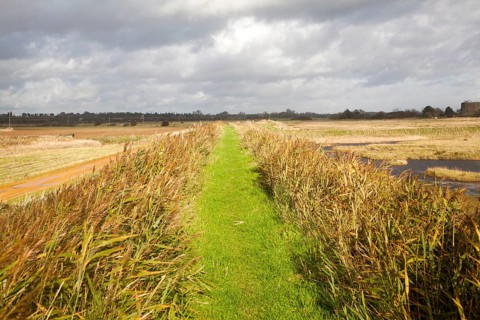 Green grass path between reeds on the flood defence sea wall near Shingle Street, Suffolk, England,