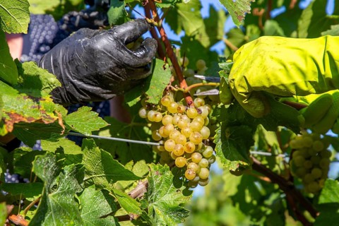 Hand-picking of Chardonnay grapes in the Palatinate in 2023 (Norbert Groß winery, Meckenheim) . The