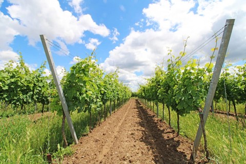 Vines in the Palatinate in June near Neustadt an der Weinstraße