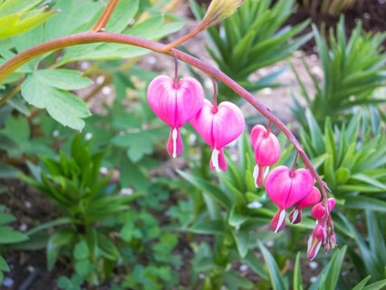 Dicentra bloom in spring garden