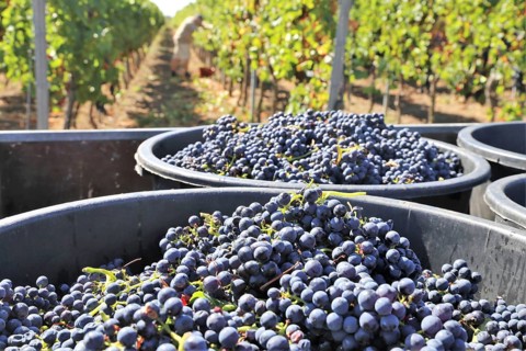 Grape grape harvest: Hand-picking Pinot Noir grapes in a vineyard in the Palatinate