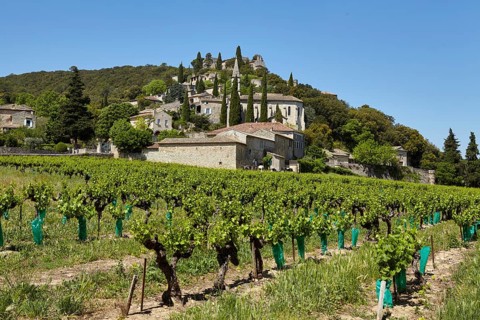 Field with grape vines (Vitis vinifera) and the commune of La Roque-sur-Cèze built on a hill, Gard